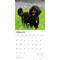 Poodles | 2026 12 x 24 Inch (Hanging) Monthly Square Wall Calendar | Plastic-Free
